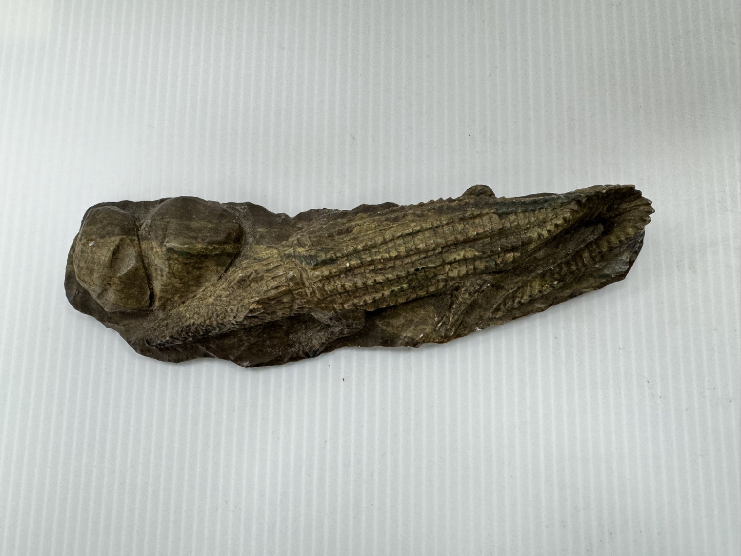 Alligator Fossil Figurine