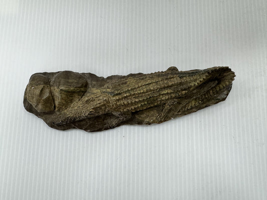 Alligator Fossil Figurine