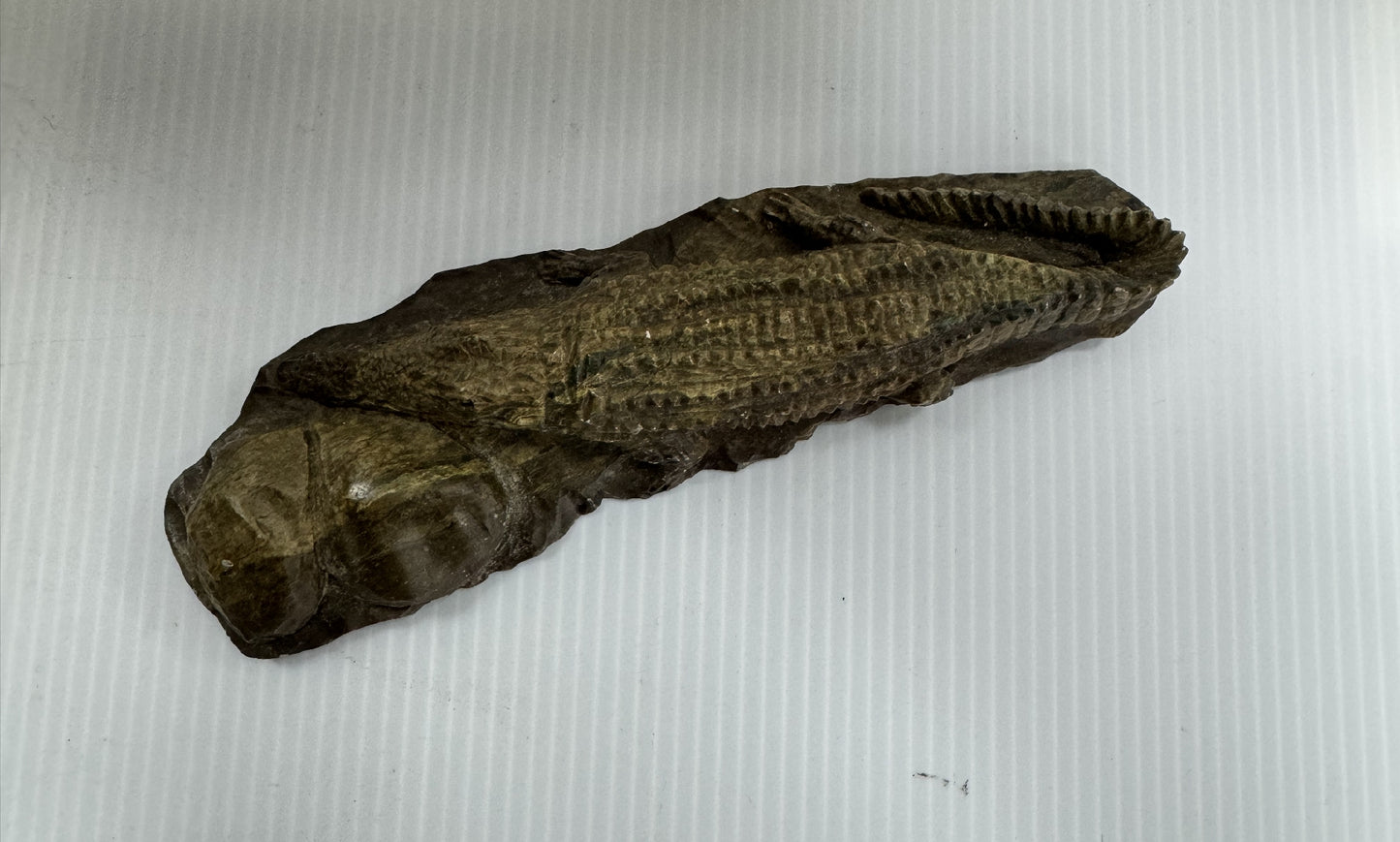 Alligator Fossil Figurine